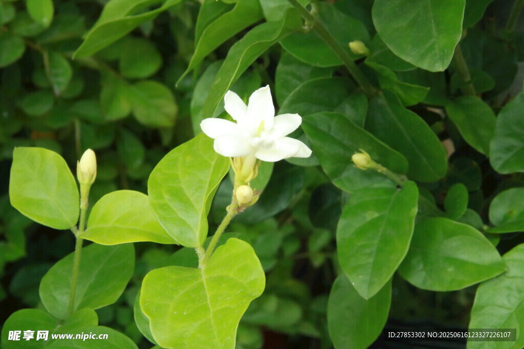 潔白茉莉花綻放綠葉間