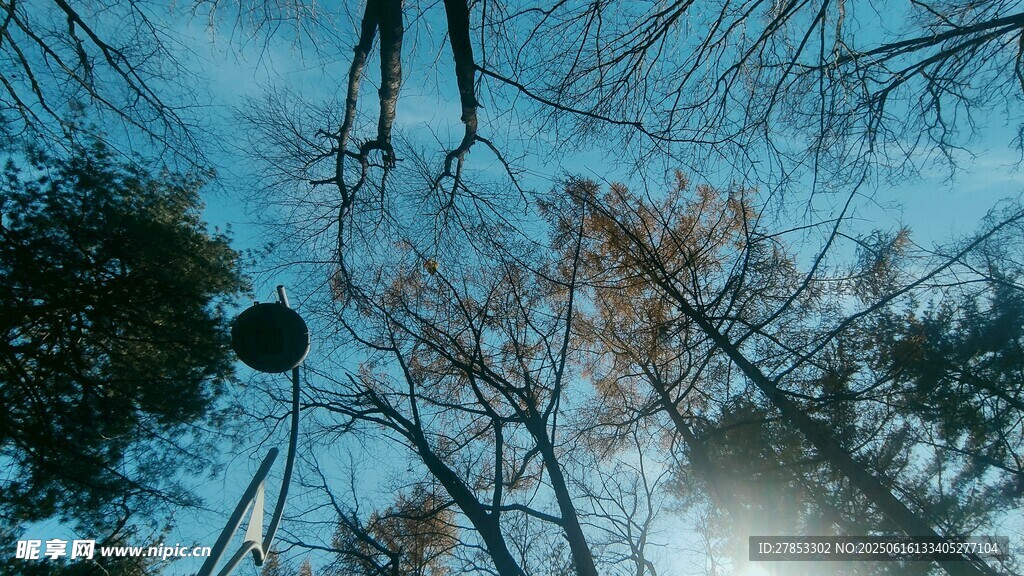 仰視冬日樹林景象