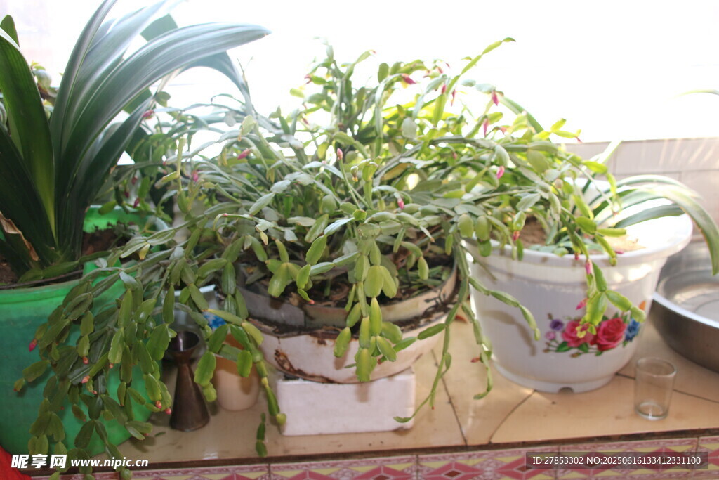 室內綠植盆栽組合展示