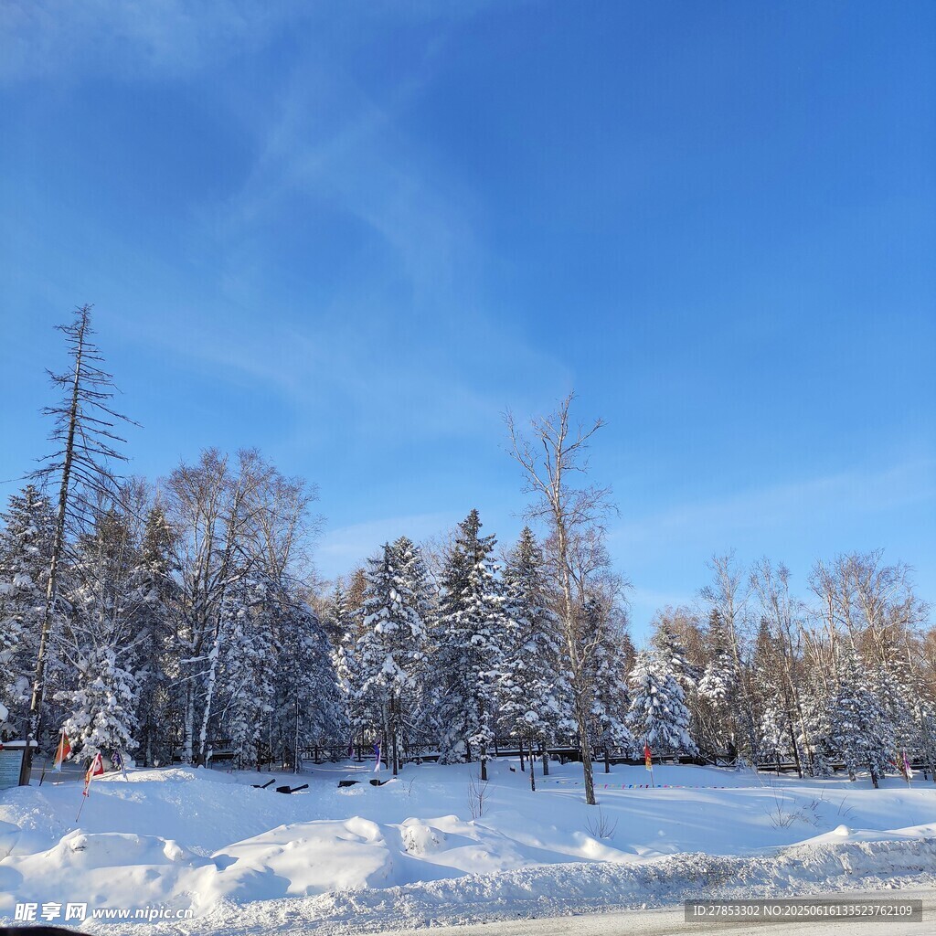 冬日雪景中的銀白樹林