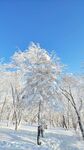 冬日雪林美景