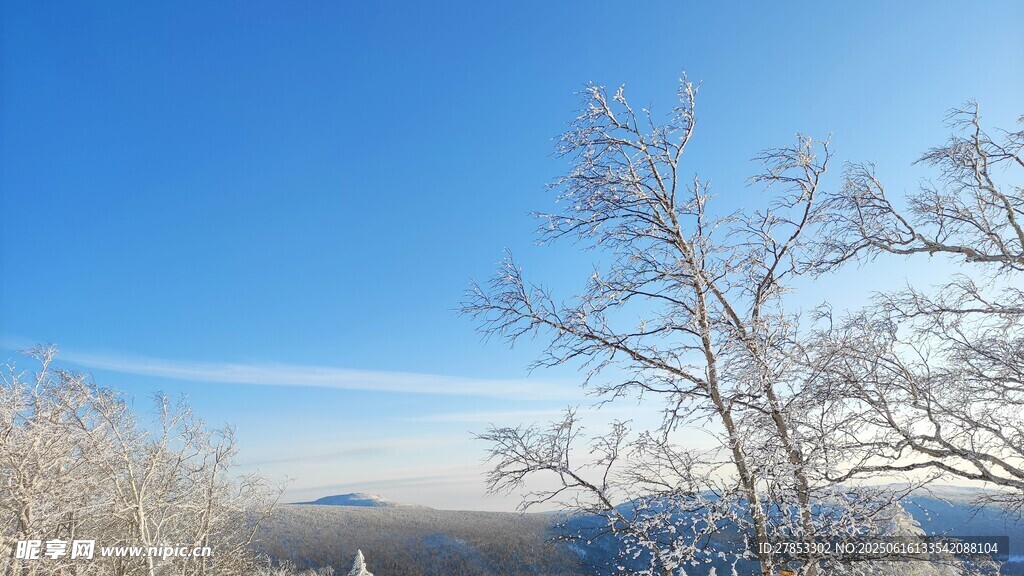 冬日雪景中的銀白樹木