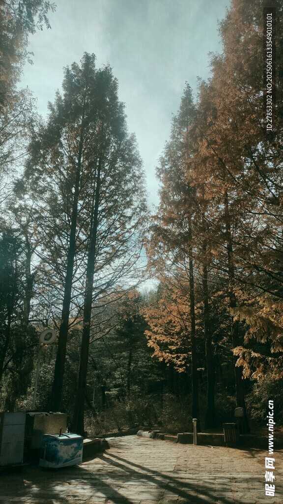 秋日林間靜謐景象