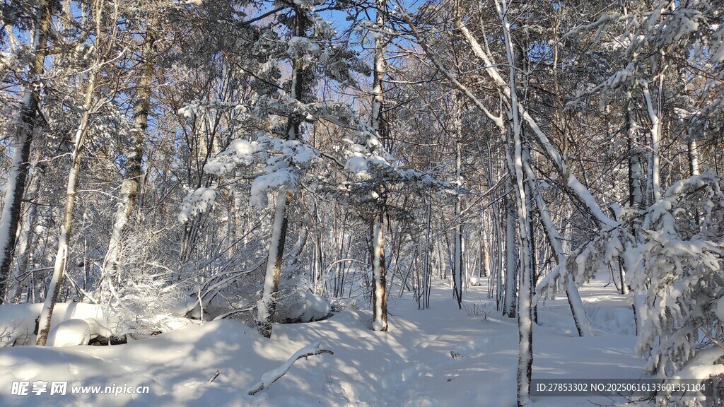 冬日雪覆森林美景