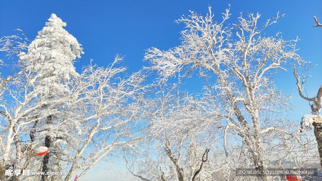 冬日雪覆樹木美景