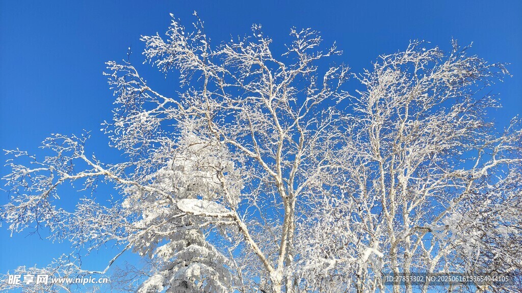 雪覆樹枝映藍天