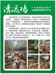 清遠雞養殖環境介紹