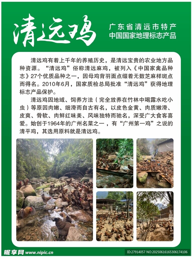 清遠(yuǎn)雞養(yǎng)殖環(huán)境介紹