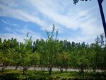 藍天白云下的蔥郁樹林
