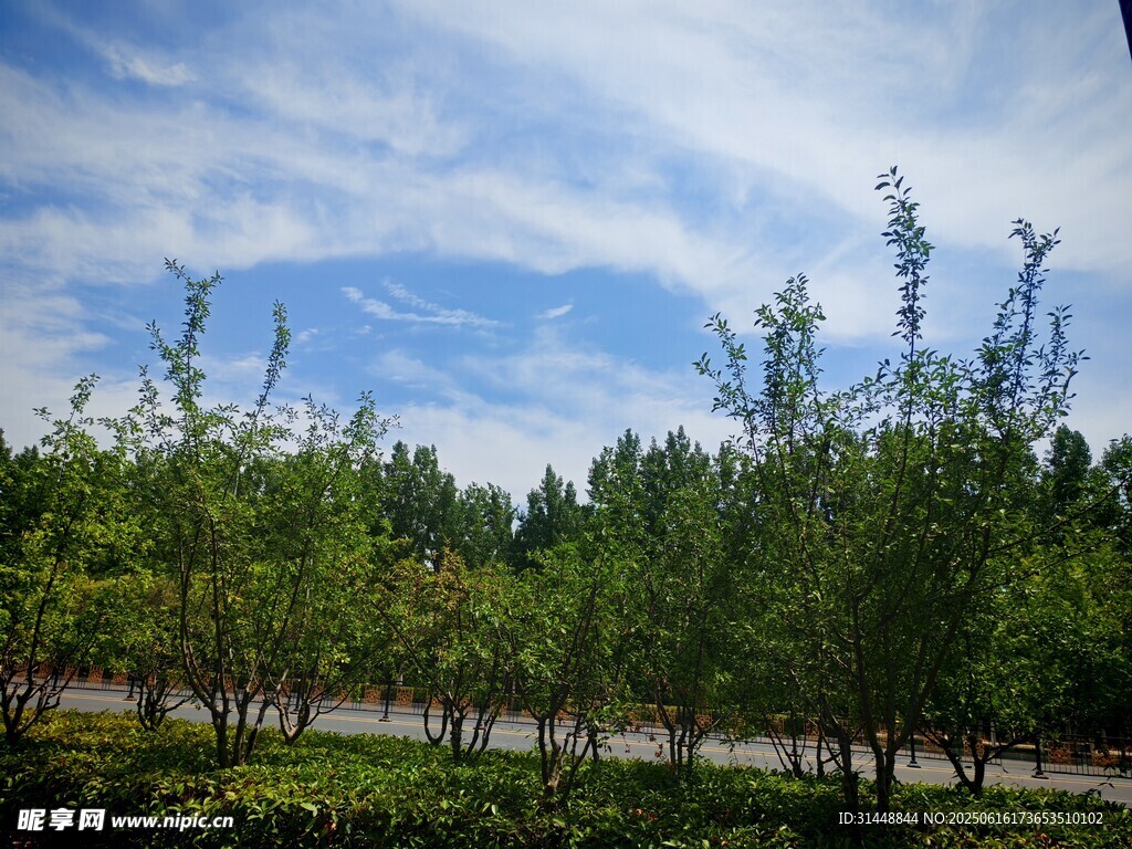 藍天白云下的蔥郁樹林
