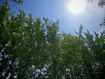 陽光下的綠樹梢