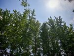陽光下的蔥郁樹梢