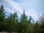 藍天綠樹風景圖