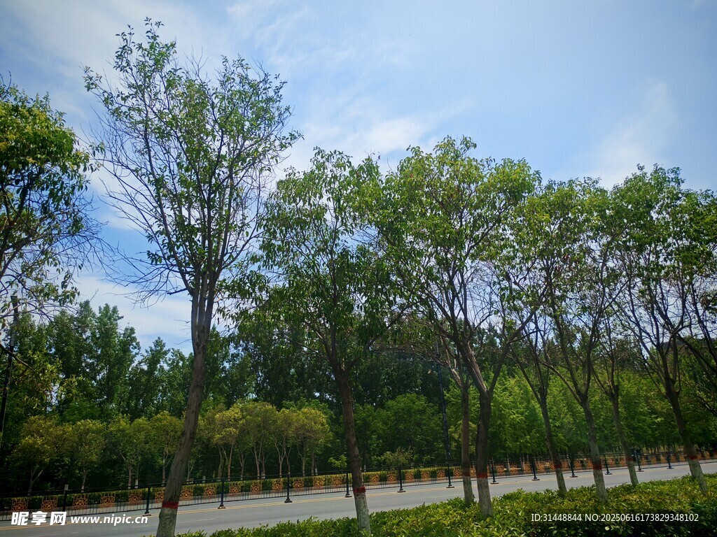 道路旁蔥郁的綠樹景觀