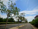 夏日林蔭道路風景