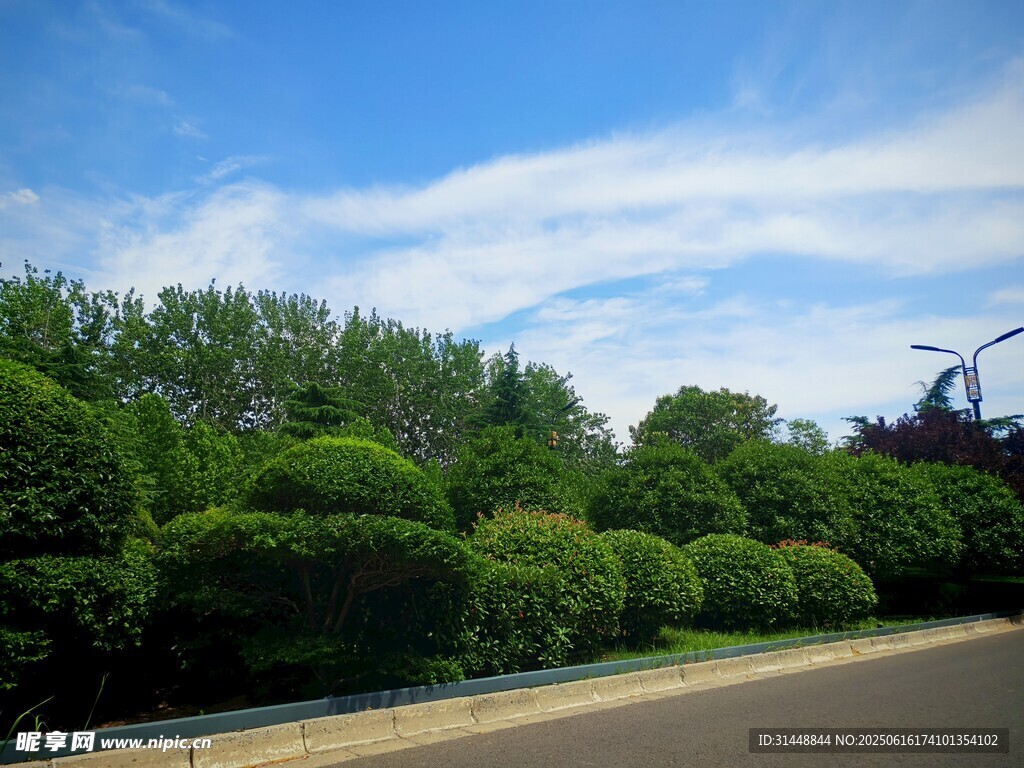 道路旁綠意盎然的灌木叢