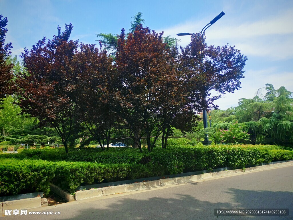 路邊繁茂綠植景觀