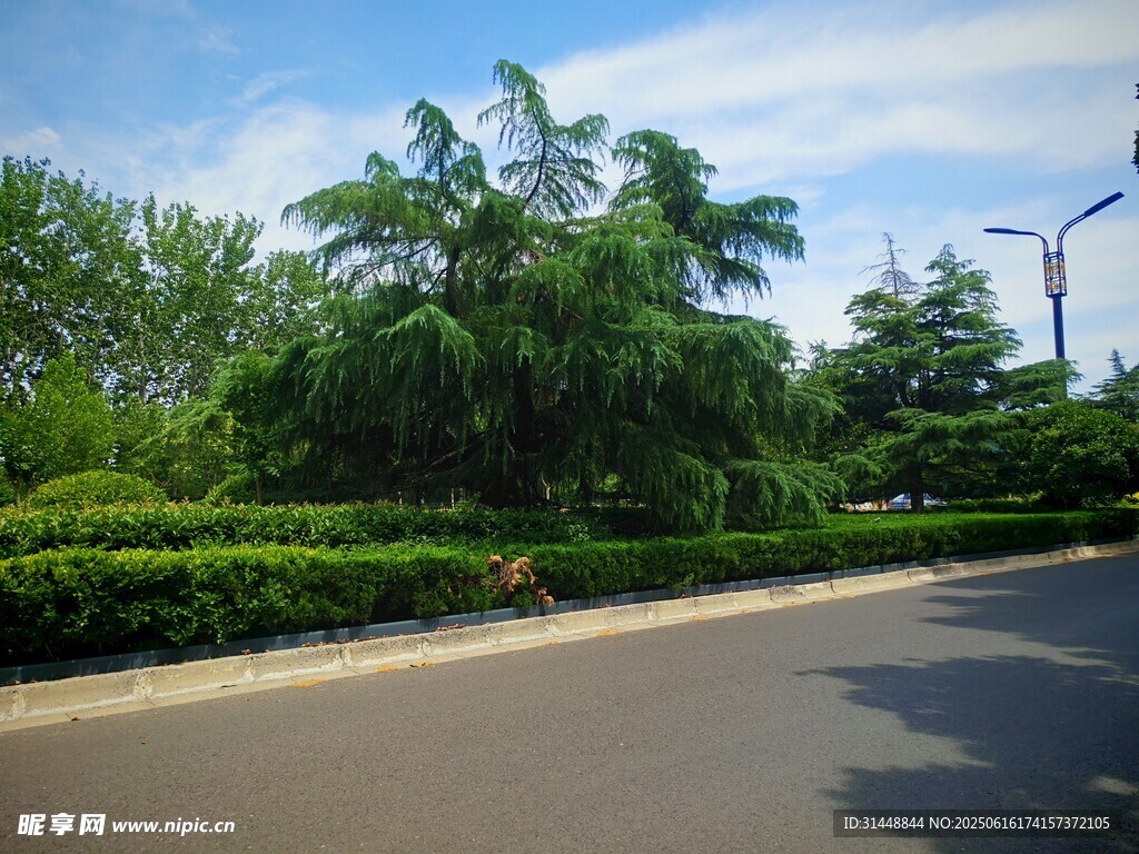 道路旁綠意盎然的景觀