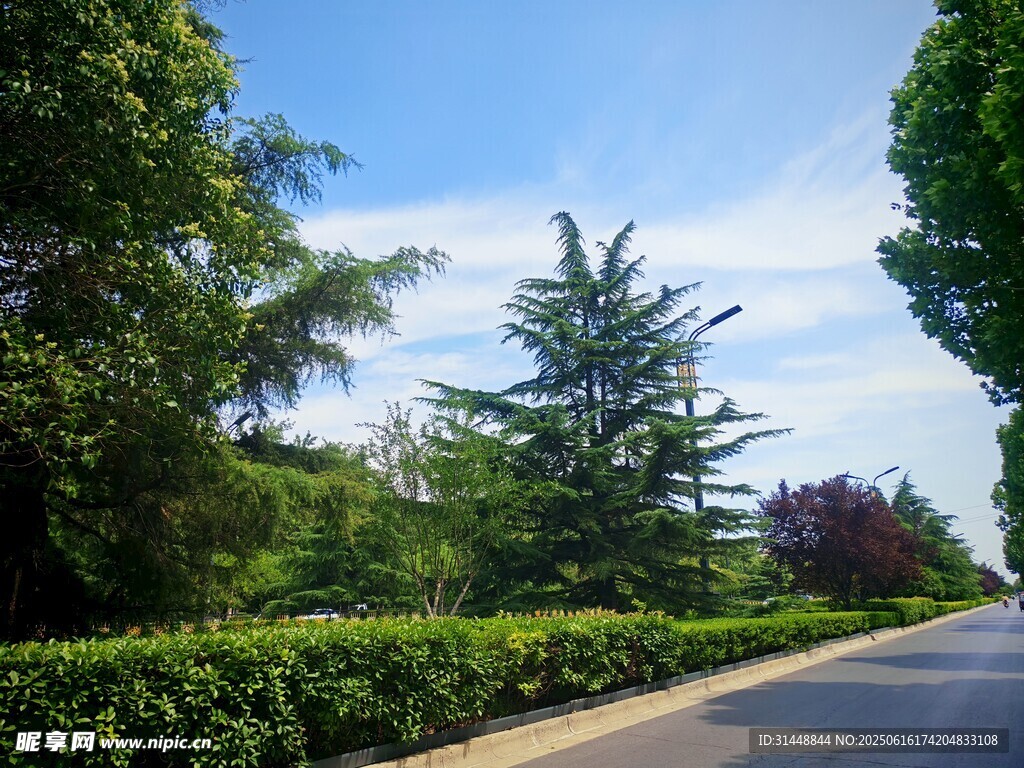 林蔭道路旁的綠植景觀