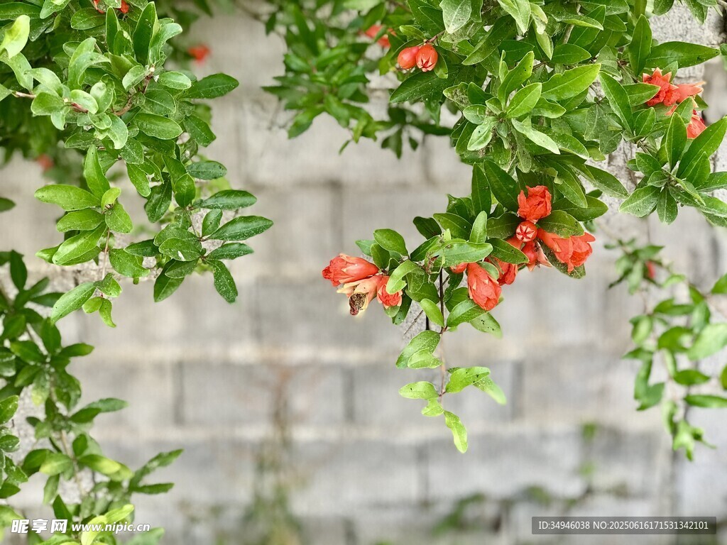 枝頭石榴花綻放