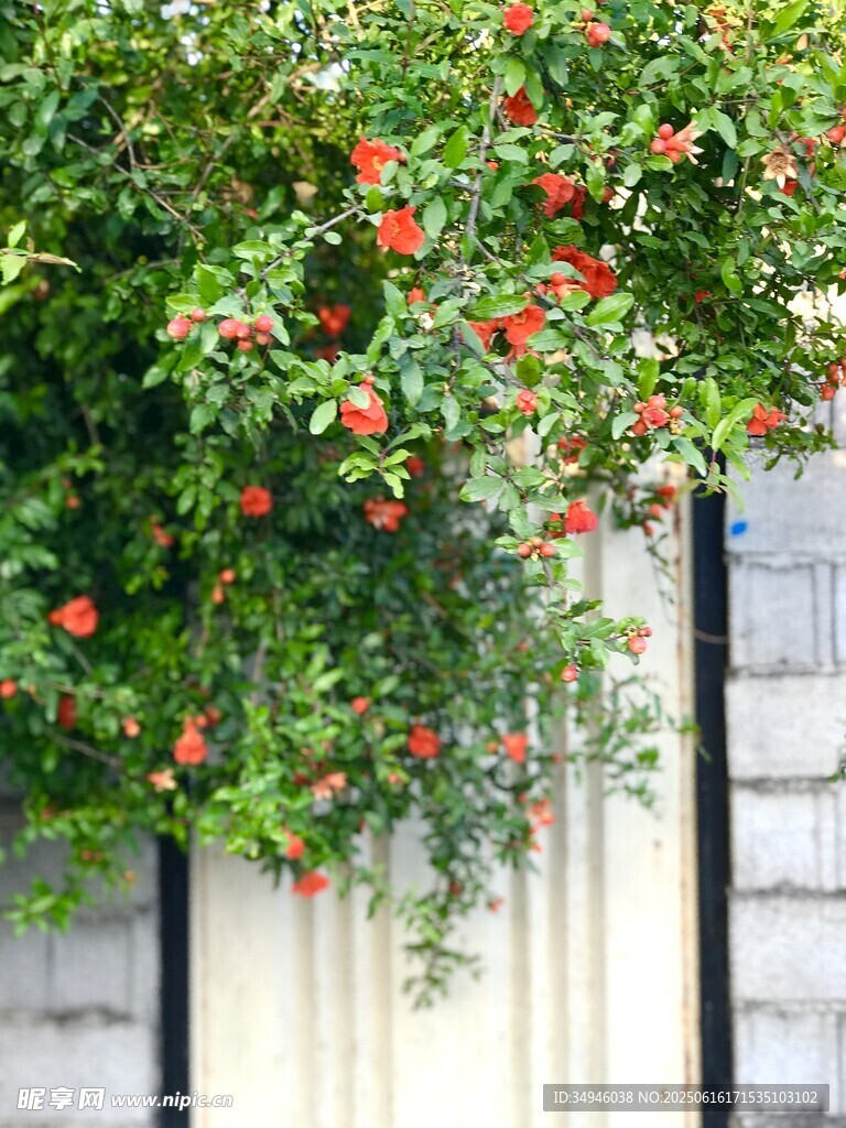 薔薇攀爬圍欄綻放美景