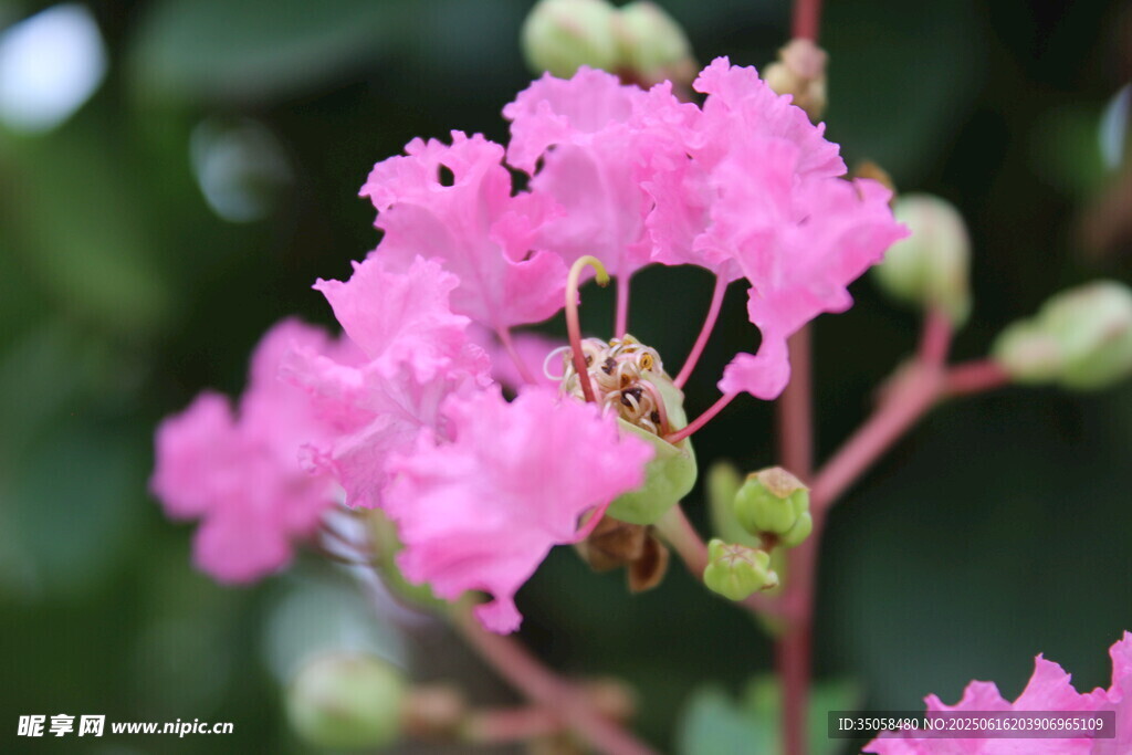 紫薇花 