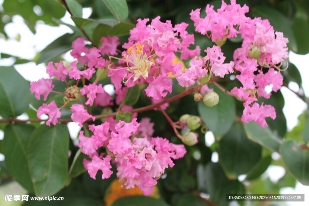 紫薇花 
