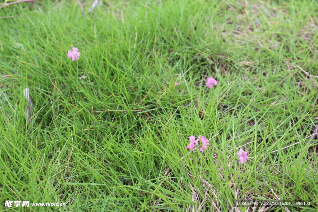 紫薇花  