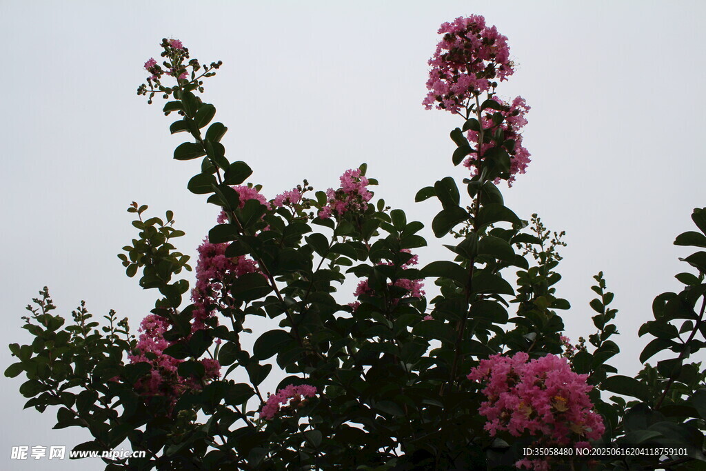 紫薇花  