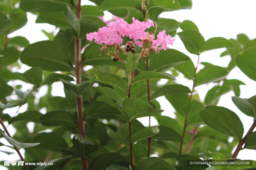 紫薇花 