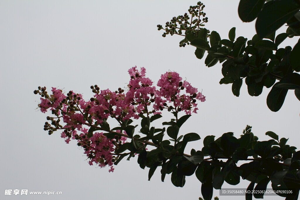 紫薇花 