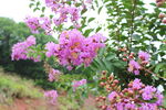 紫薇花 