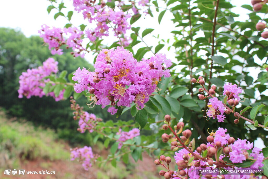 紫薇花 