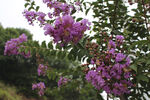 紫薇花  