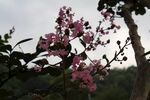 紫薇花  