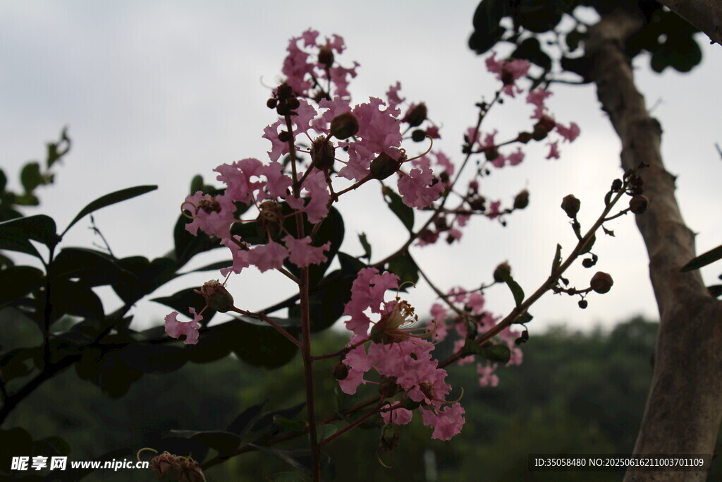 紫薇花  