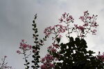 紫薇花 
