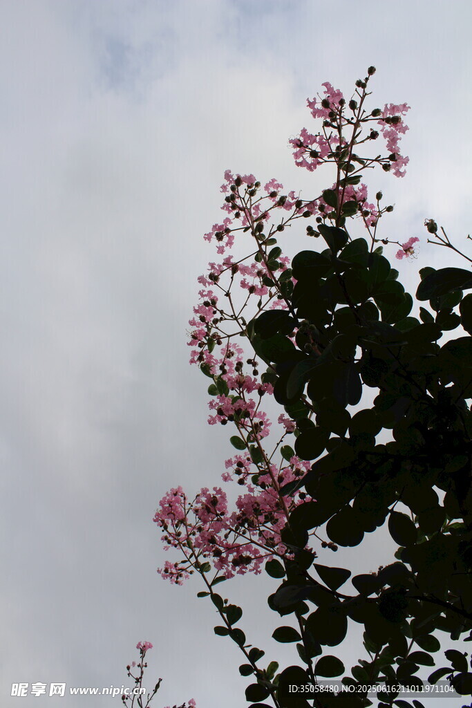 紫薇花 