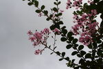 紫薇花 