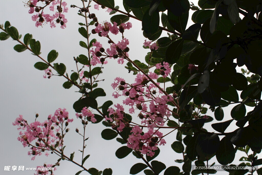紫薇花  