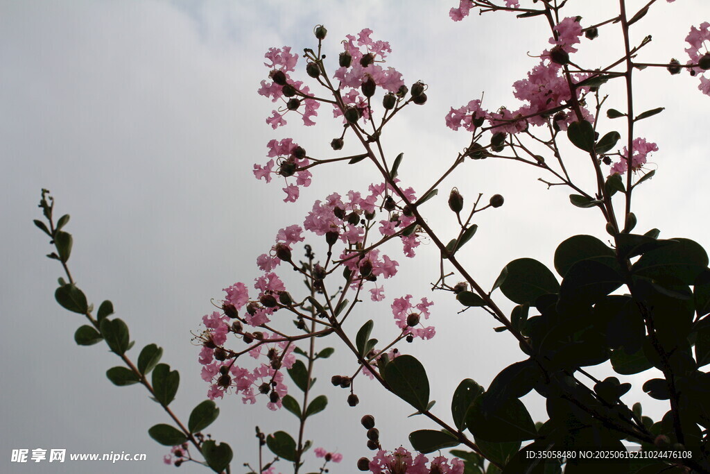 紫薇花 