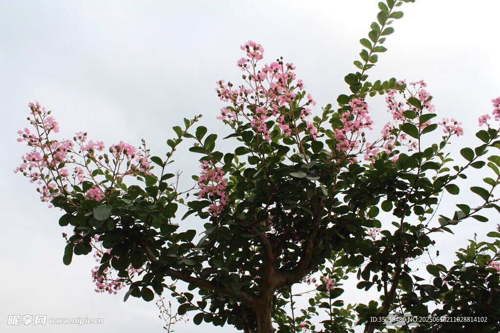 紫薇花  