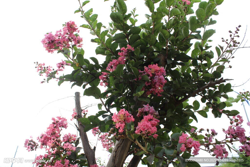 紫薇花  