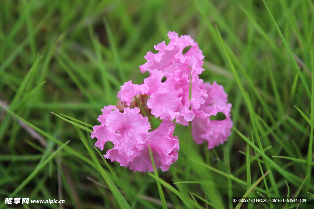 紫薇花  