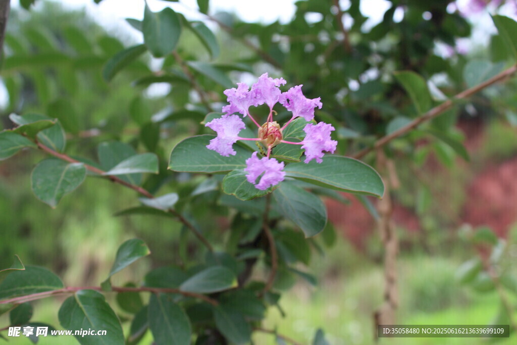 紫薇花 
