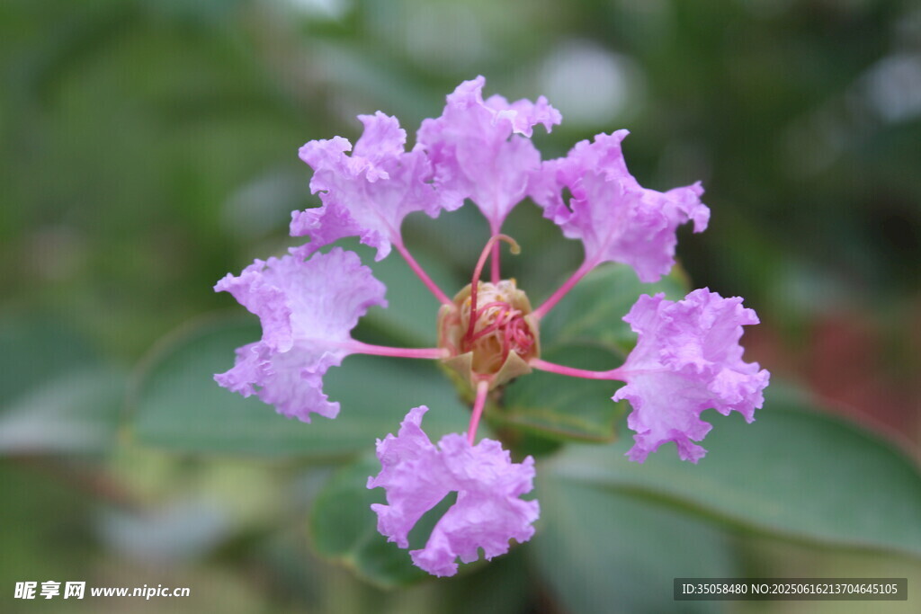 紫薇花  