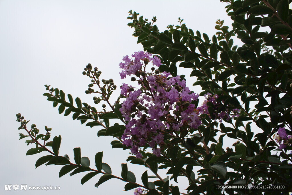 紫薇花 