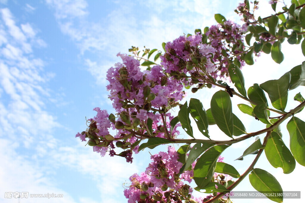 紫薇花 