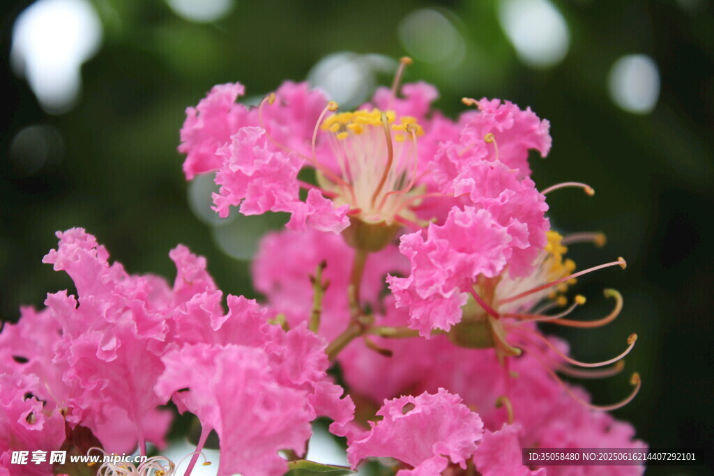 紫薇花 
