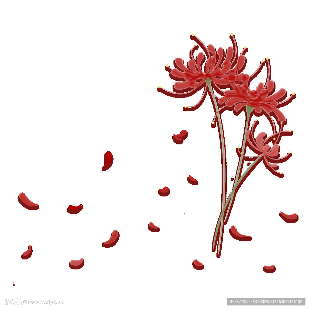 綻放的彼岸花與飄落花瓣